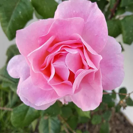 Casina Bardoscia קוטרופיאנו